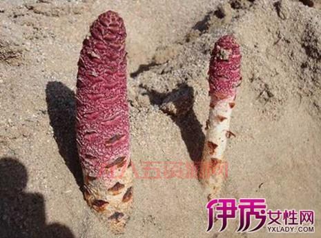 神秘的肉：长生不老的传说
