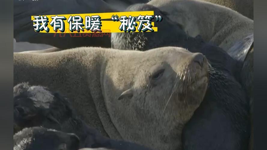 毛皮收集专家揭秘：地下城与勇士中的珍稀毛皮获取技巧