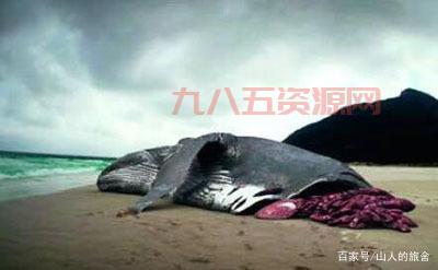 大牙鲨：深海巨兽的真实面貌与灭绝之谜