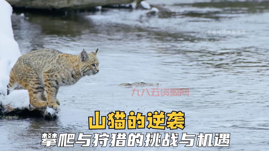 斗战神玲珑宝塔任务攻略：挑战100层的极限考验