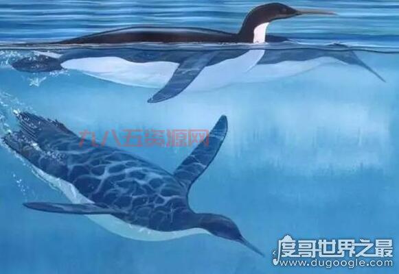 探索“飞翔的企鹅”之谜：原来是这只独特的鸟！