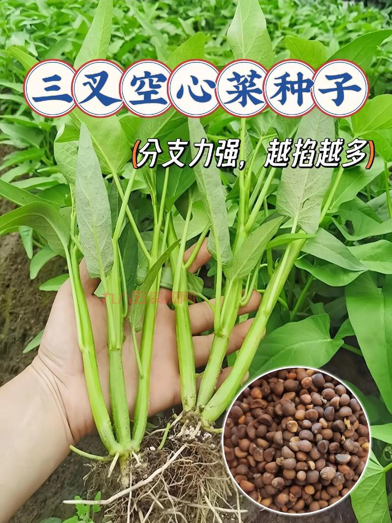 h种子最佳种植技巧与培育方法解析