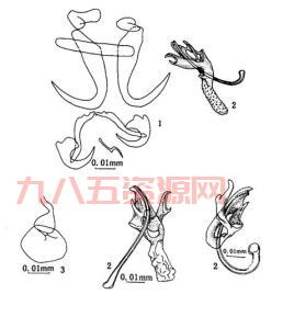 斧头虫简介：从形态特征到对生态环境的影响