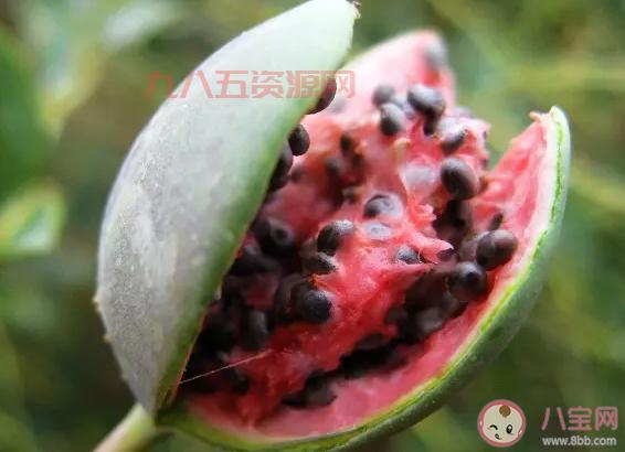 8月14日蚂蚁庄园答案是什么？西瓜被称为天然碧玉团
