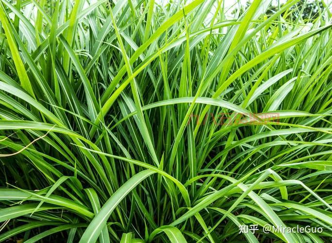 什么是龙根？探讨兰草根系与植物共生的奥秘