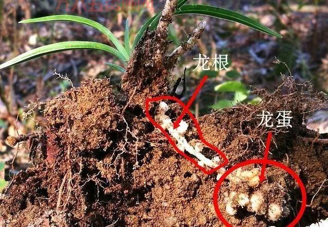 什么是龙根？探讨兰草根系与植物共生的奥秘