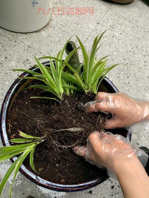 什么是龙根？探讨兰草根系与植物共生的奥秘