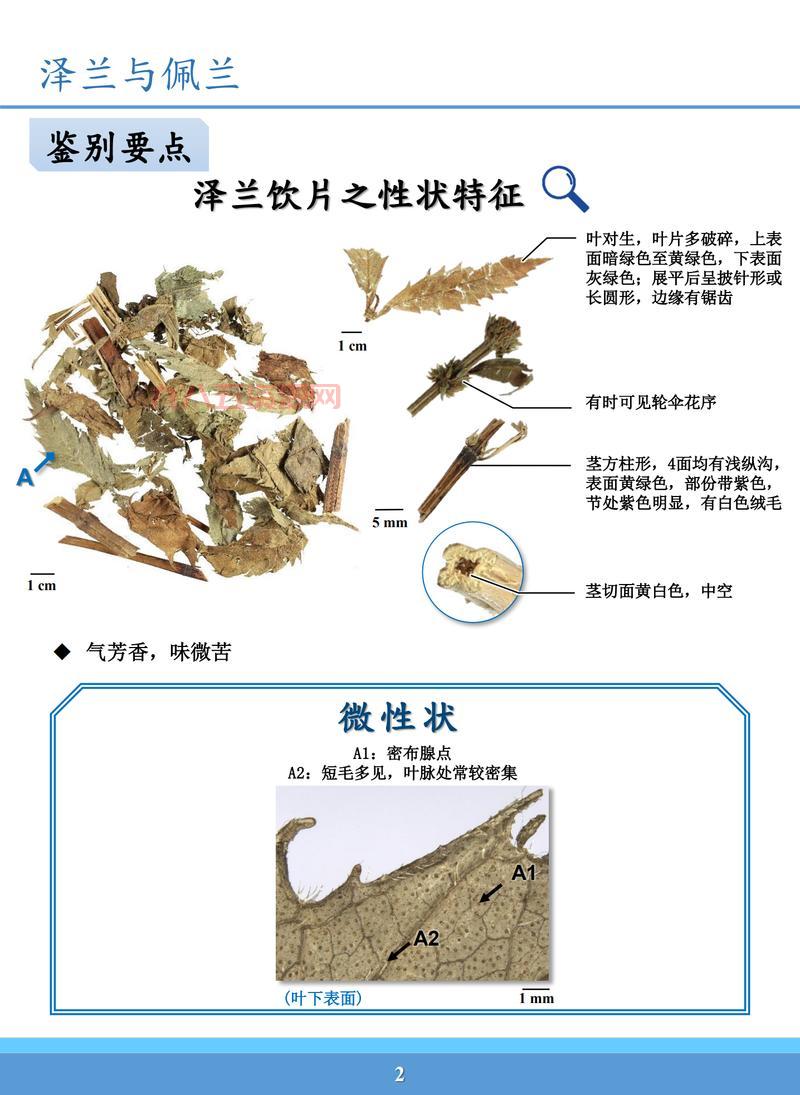 什么是龙根？探讨兰草根系与植物共生的奥秘