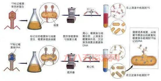 Born和Borne区别详解：如何正确区分和使用