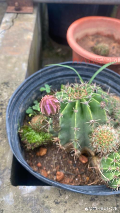 孤芳自赏什么意思？揭示孤芳自赏的真正含义