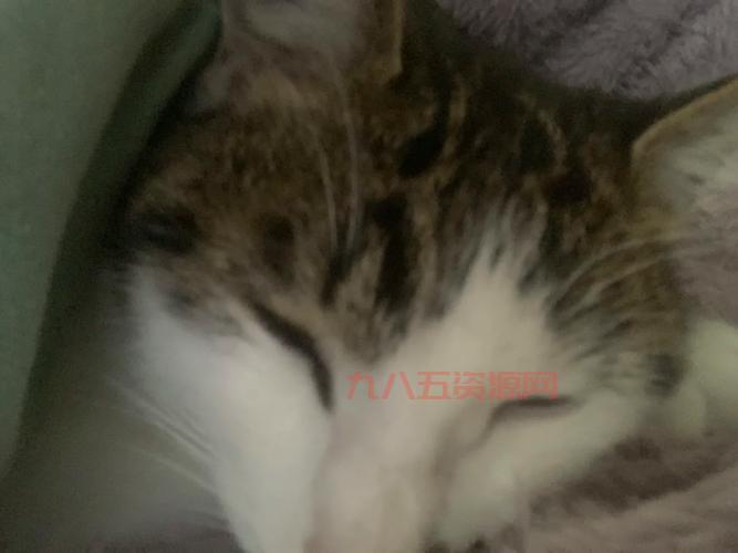猫咪半夜“作乱”开水阀，家里水淹成灾，网友直呼“笑死”