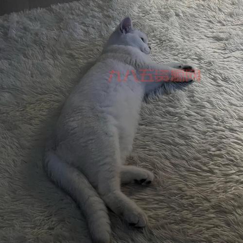 猫咪半夜“作乱”开水阀，家里水淹成灾，网友直呼“笑死”