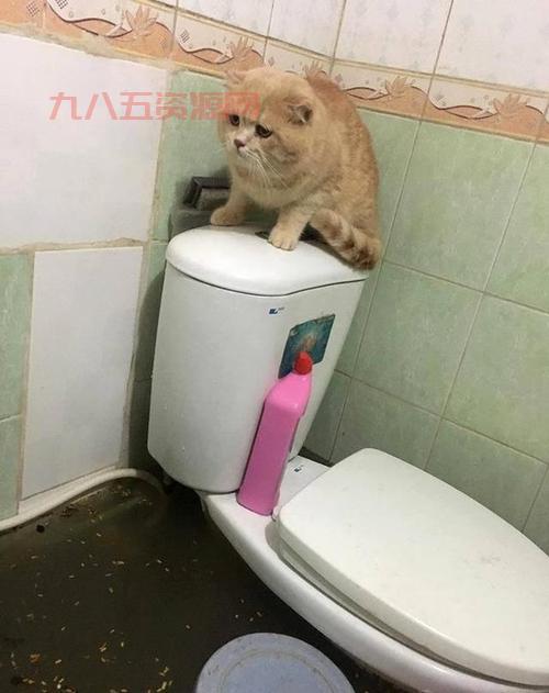 猫咪半夜“作乱”开水阀，家里水淹成灾，网友直呼“笑死”