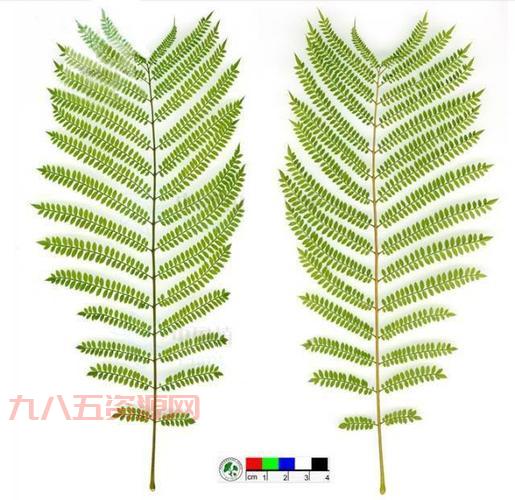 奇数羽状复叶的植物特征与生长环境解析