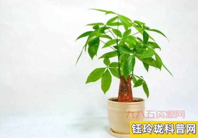 奇数羽状复叶的植物特征与生长环境解析