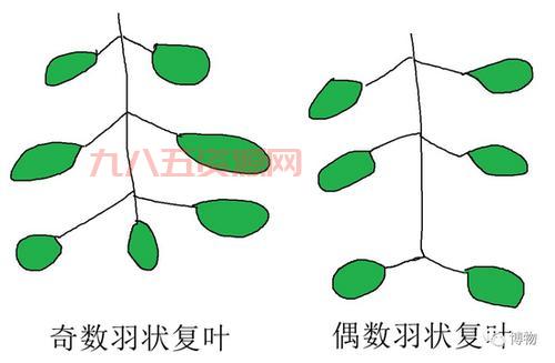 奇数羽状复叶的植物特征与生长环境解析