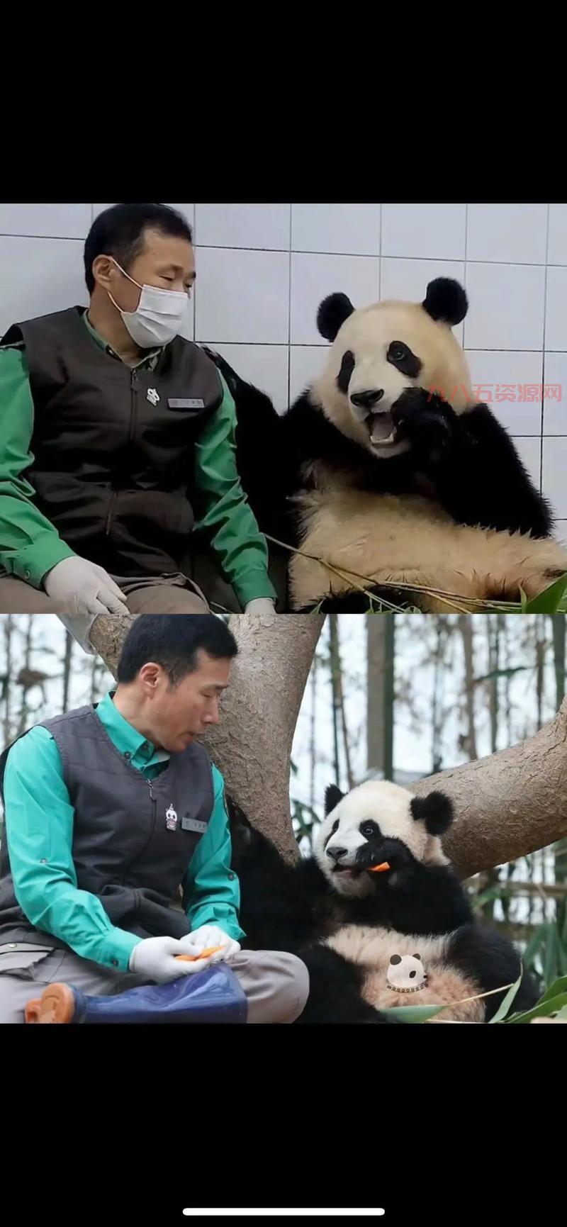 考拉公主：探索澳大利亚独特的萌宠世界