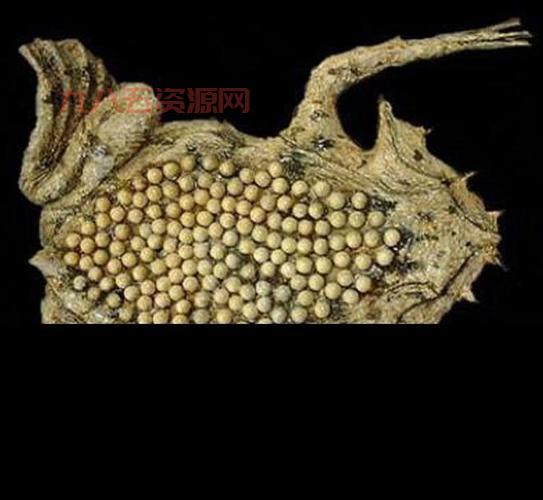 密集恐惧症测试图：你能承受这些视觉冲击吗？