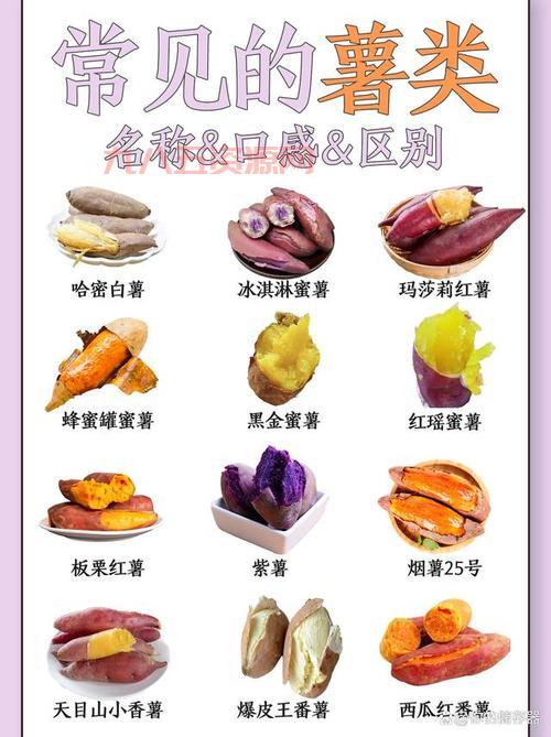 红苕是什么？从红薯到地瓜的多种称谓揭秘