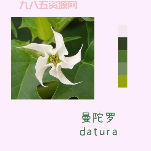 曼陀罗花语是什么？不同颜色曼陀罗花语详解