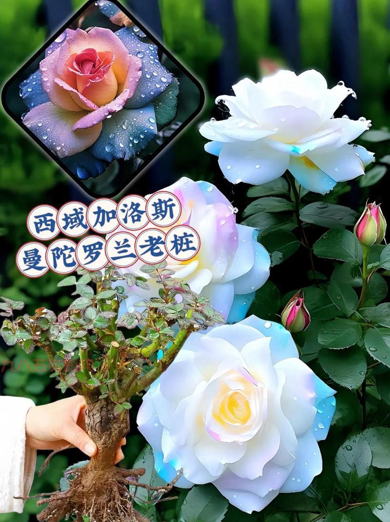 曼陀罗花语是什么？不同颜色曼陀罗花语详解