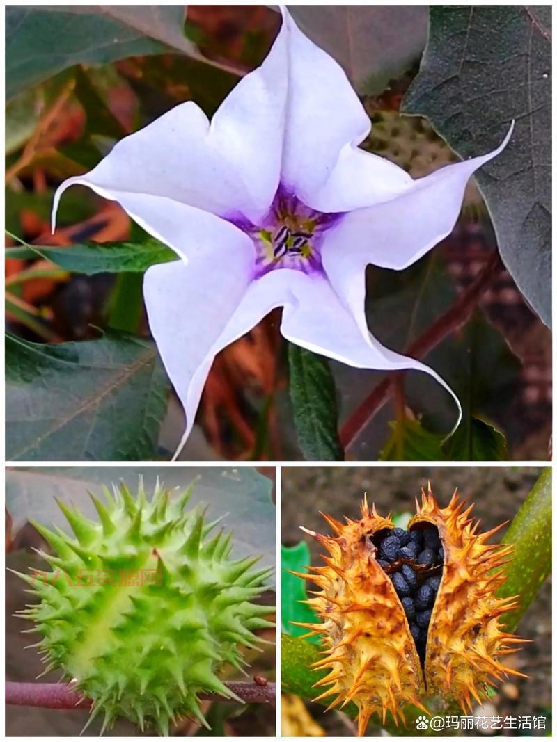 曼陀罗花语是什么？不同颜色曼陀罗花语详解