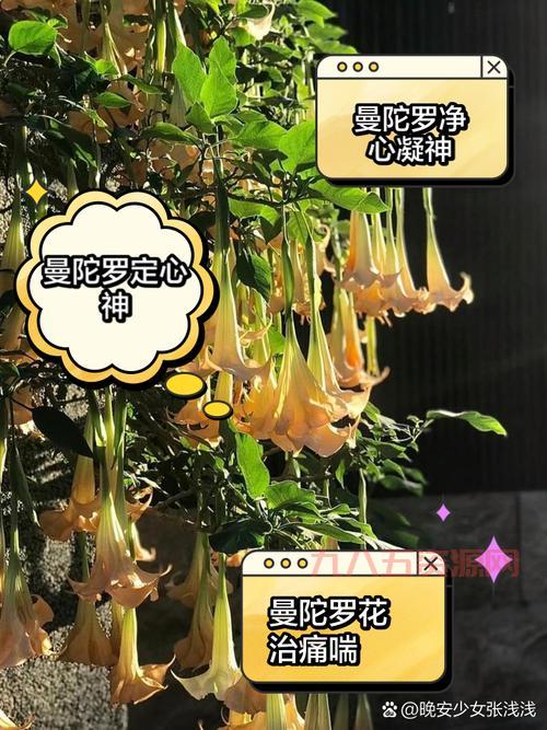 曼陀罗花语是什么？不同颜色曼陀罗花语详解