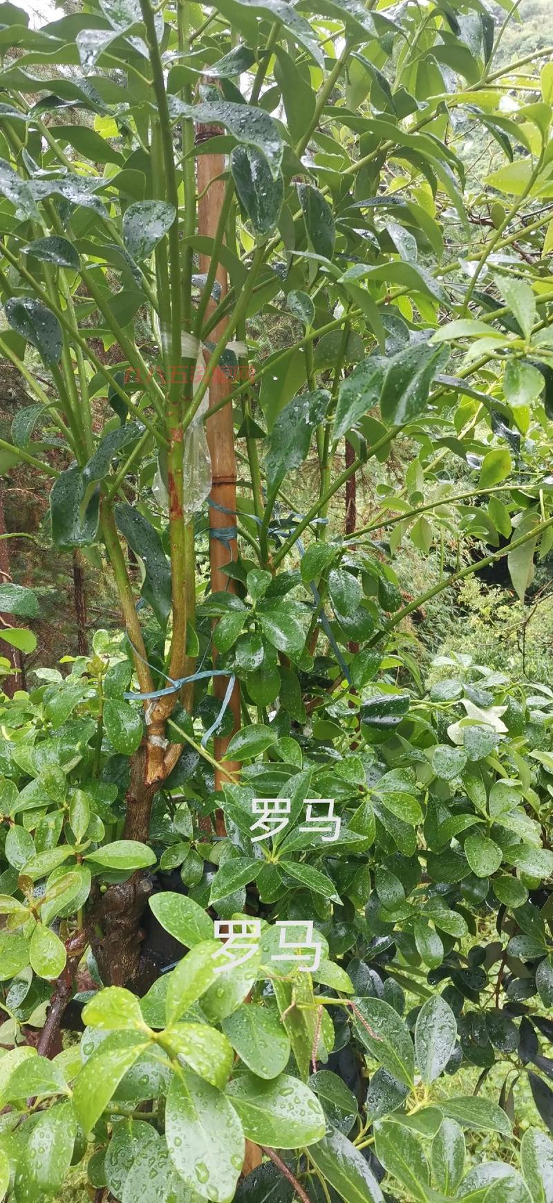 罗马之子哪里可以下载？绿色学习版资料免费分享带你玩转罗马
