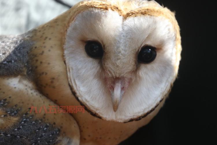 猫头鹰的大脸盘有什么作用？声波收集与猎捕技巧