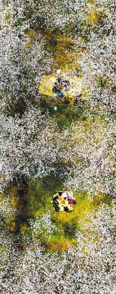 揭秘唐朝女性春游方式：骑马踏青与花前小聚