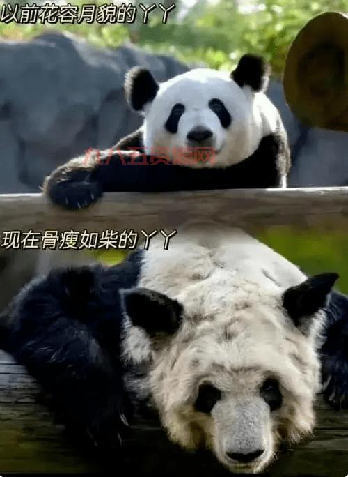 大熊猫丫丫现身纽约时代广场大屏幕，归国之路引发讨论