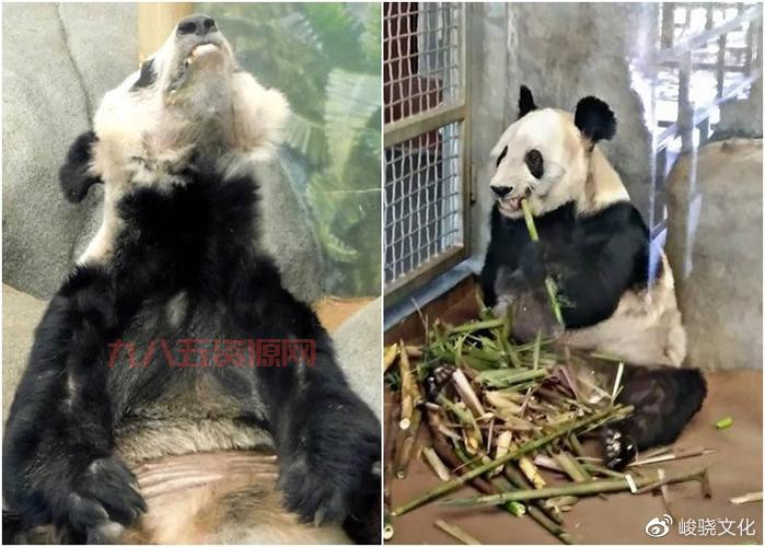 大熊猫丫丫现身纽约时代广场大屏幕，归国之路引发讨论