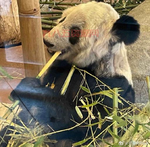 大熊猫丫丫现身纽约时代广场大屏幕，归国之路引发讨论