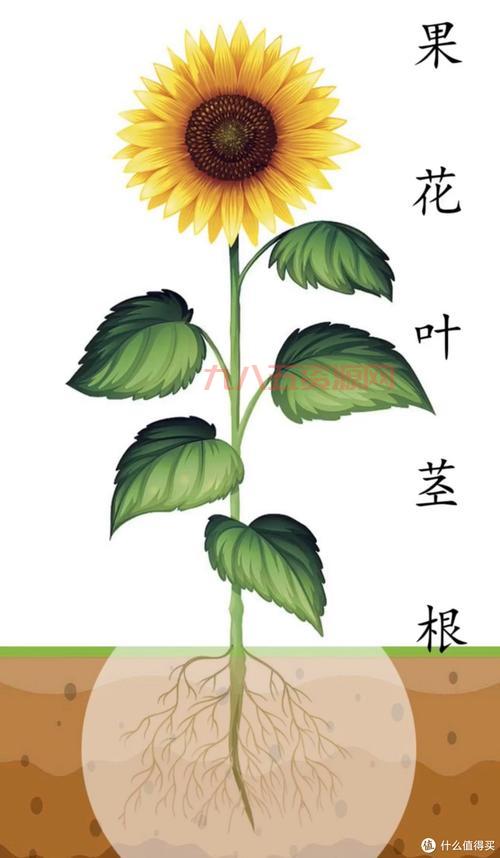 双子向日葵和普通向日葵有啥区别？看完这篇就懂了！