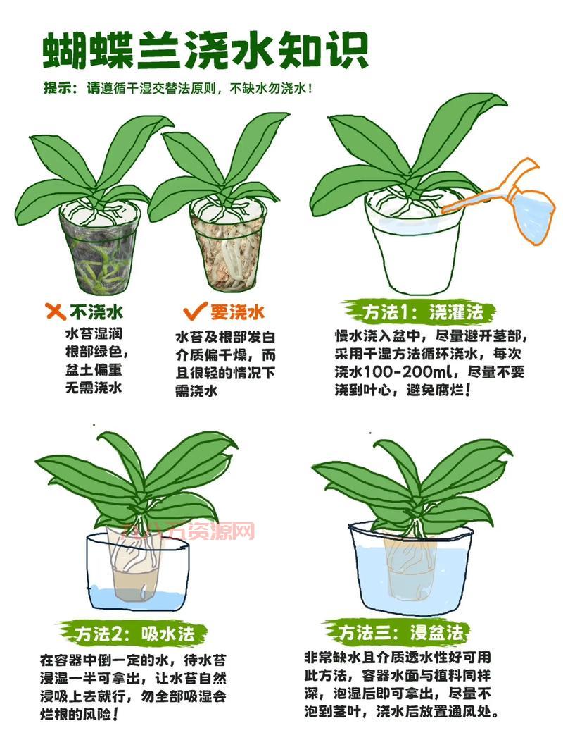 小花仙稀有花种如何培育？这些技巧你一定要知道！
