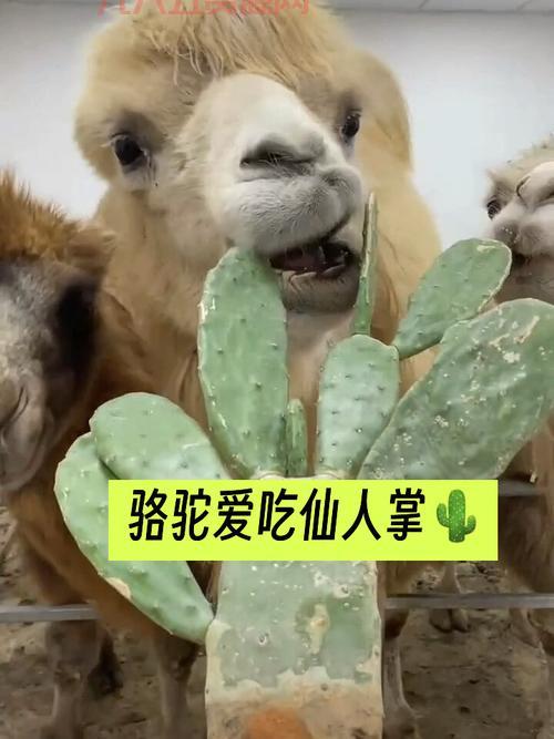 仙人掌谁敢吃？盘点那些爱吃仙人掌的动物们！