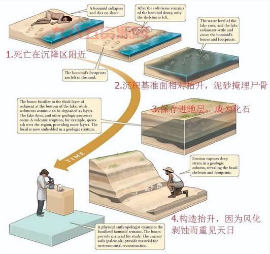 侏罗纪化石科加斯怎么来的？带你探索化石形成过程！