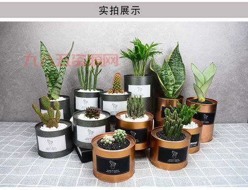 金罐的袖珍罐怎么辨别真假？老玩家教你几招！