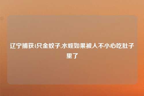 辽宁捕获4只金蚊子,水蛭如果被人不小心吃肚子里了