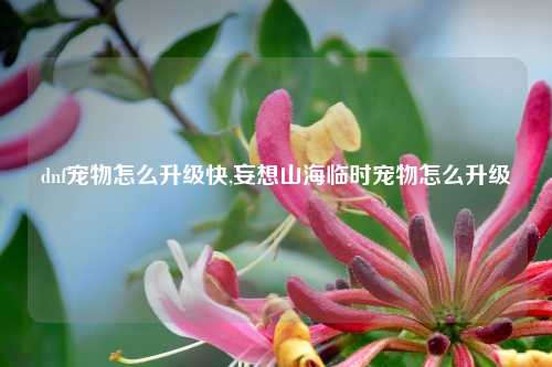 dnf宠物怎么升级快,妄想山海临时宠物怎么升级