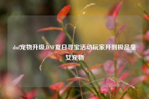 dnf宠物升级,DNF夏日寻宝活动玩家开到极品皇女宠物