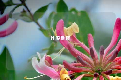 性爱动图