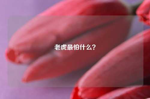 老虎最怕什么？